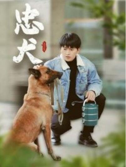 《忠犬》短剧高清全集免费在线观看