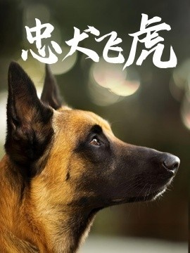 《忠犬飞虎》短剧高清全集免费在线观看